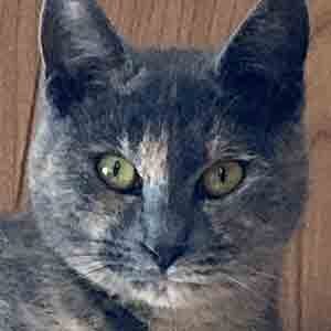 であいねこ保護ねこアンナちゃんのプロフィール写真02