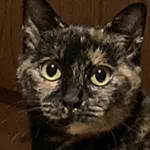 であいねこ保護ねこチャコちゃんのプロフィール写真02