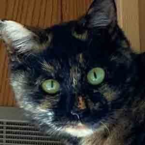 であいねこ保護ねこチャッピーちゃんのプロフィール写真02