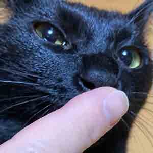 であいねこ保護ねこチビクロちゃんのプロフィール写真03