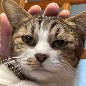 であいねこ家ねこハチ君のプロフィール写真02