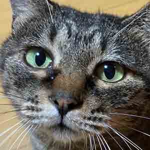 であいねこ保護猫キジ美ちゃんのプロフィール写真02