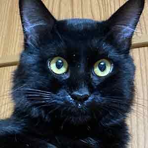 であいねこ保護猫クラノスケ君のプロフィール写真03