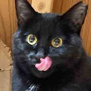 であいねこ保護ねこ黒ママちゃんのプロフィール写真03