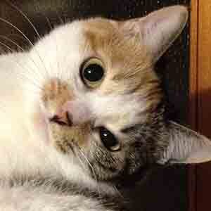 であいねこ家猫ミーシャちゃんのプロフィール写真03