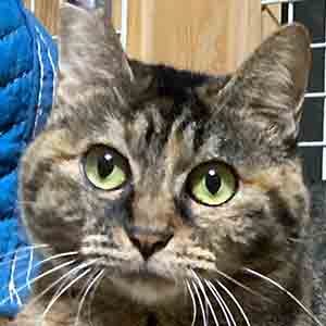 お世話中の保護猫サビーネちゃんのプロフィール写真03