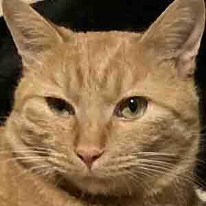 であいねこ保護ねこ三ちゃんのプロフィール写真02