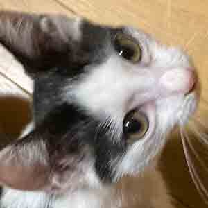 であいねこ家ねこ天子ちゃんのプロフィール写真03