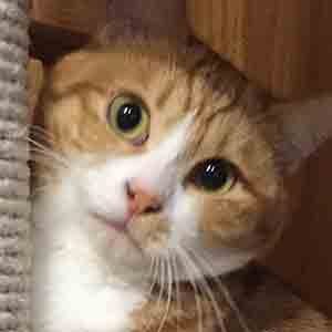 であいねこ家猫ウリ防君のプロフィール写真02