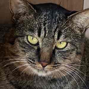 であいねこ保護ねこ裕次郎君のプロフィール写真03