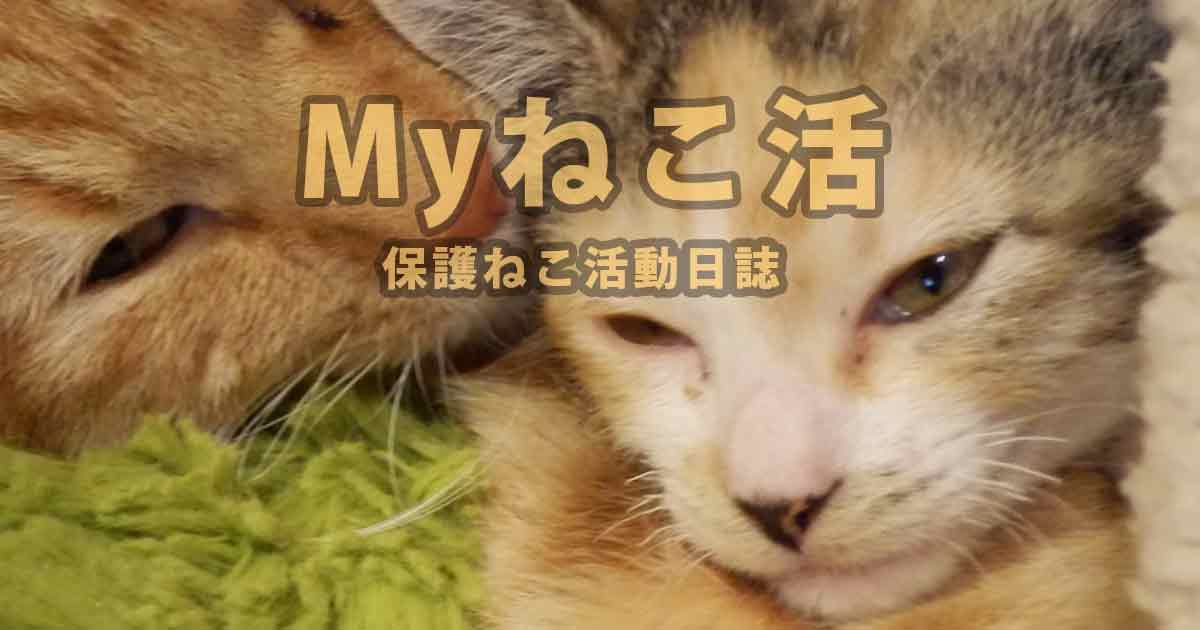 であいねこMyねこ活ページヘッダーアイキャッチ画像