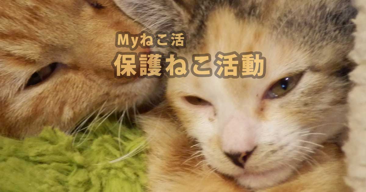 であいねこMyねこ活ページ｜保護ねこ活動｜ヘッダーアイキャッチ画像