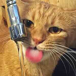 であいねこ家猫トラちゃんのプロフィール写真02-02