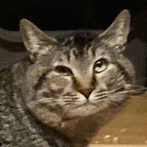 であいねこ保護ねこ大ちゃんのプロフィール写真