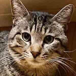 であいねこ保護ねこグーグー君のプロフィール写真