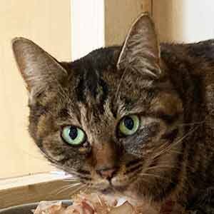 であいねこ保護ねこヒカルちゃんのプロフィール写真