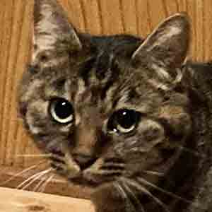 であいねこ保護ねこナデシコちゃんのプロフィール写真