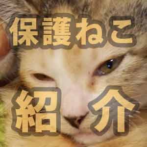 であいねこMyねこ活ページのリンクカード画像｜保護ねこ紹介用