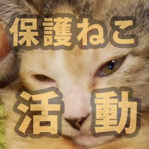 Myねこ活ページのリンクカード画像｜保護ねこ活動用